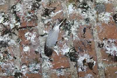 Bird Faeces Cleaning